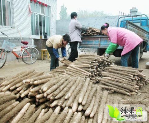 最新揭晓：河北省麻山药市场行情，价格走势一览